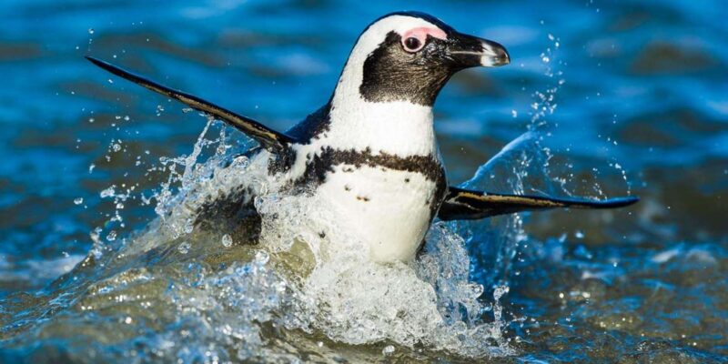 Cape Town 4 Days Private Safari (Excludes Accommodation) - Cape Town City Tour & Table Mountain