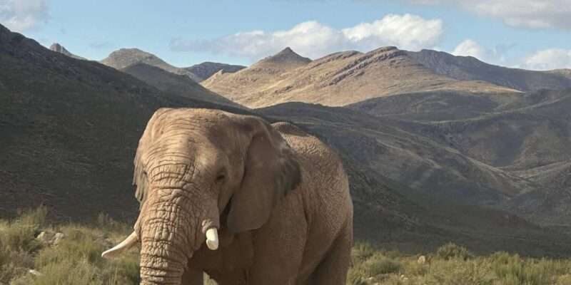 Cape Town: Aquila Game Reserve Big 5 Safari With Lunch - Key Points