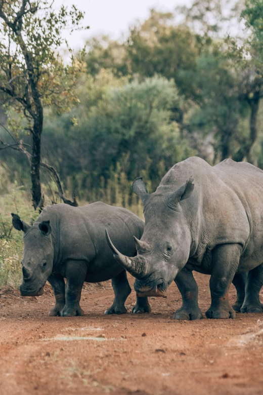 Cape Town: Aquila Game Reserve Big 5 Safari With Lunch - Itinerary Highlights