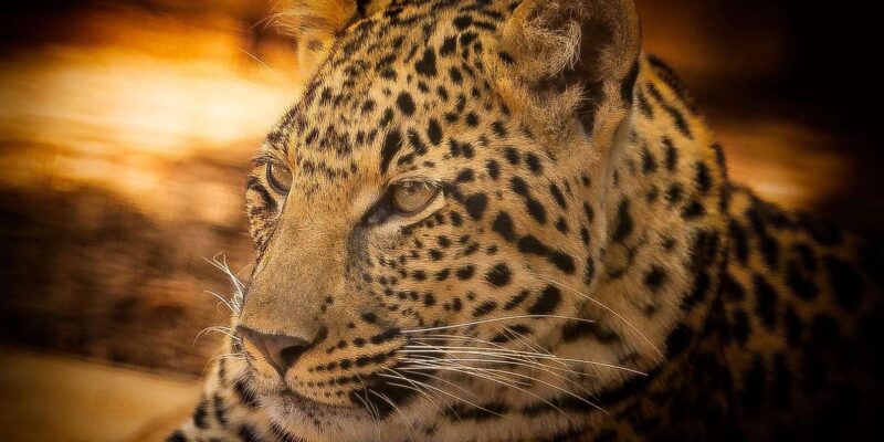 Cape Town: Aquila Game Reserve Big 5 Safari With Lunch - Game Drive Safari