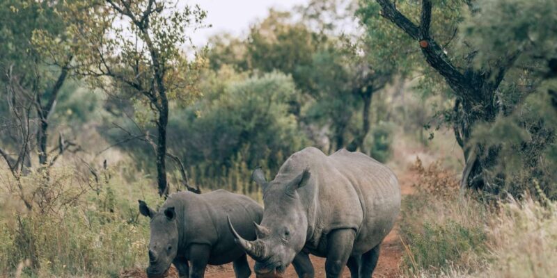 Cape Town: Aquila Game Reserve Big 5 Safari With Lunch - Quad Bike Safari