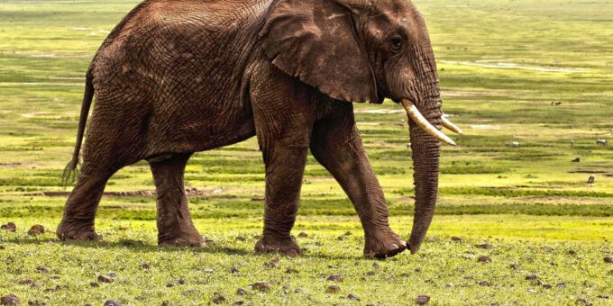 Cape Town: Aquila Game Reserve Big 5 Safari With Lunch - What to Bring