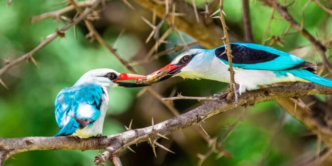 Cape Town: Aquila Game Reserve Big 5 Safari With Lunch - Important Information