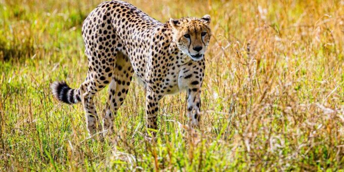 Cape Town: Aquila Game Reserve Big 5 Safari With Lunch - Frequently Asked Questions