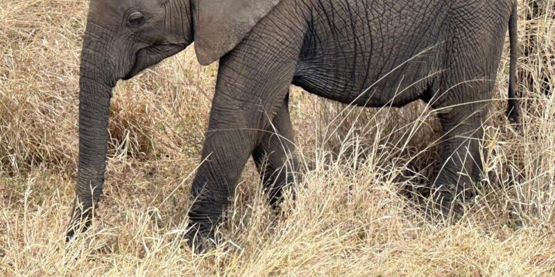 Cape Town; Aquila Game Reserve Sunset Game Drive - Key Points