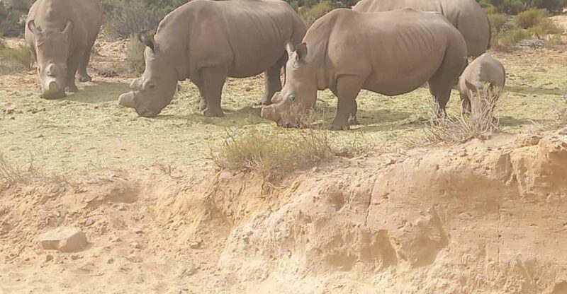 Cape Town; Aquila Game Reserve Sunset Game Drive - Itinerary and Experience
