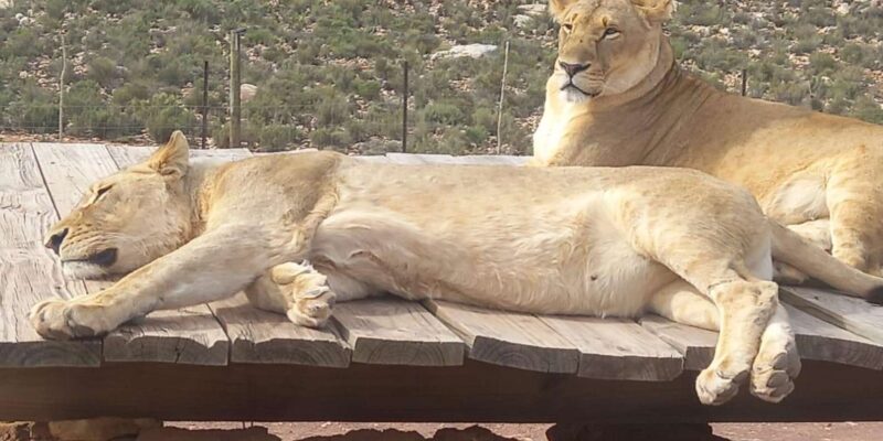 Cape Town; Aquila Game Reserve Sunset Game Drive - Wildlife and Game Drive