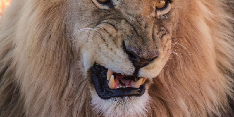 Cape Town: Aquila Reserve Safari With Lunch and Winery Visit - Key Points