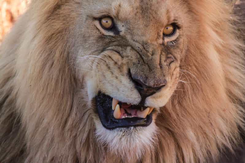 Cape Town: Aquila Reserve Safari With Lunch and Winery Visit - Inclusions
