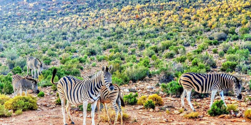 Cape Town: Aquila Reserve Safari With Lunch and Winery Visit - Important Information