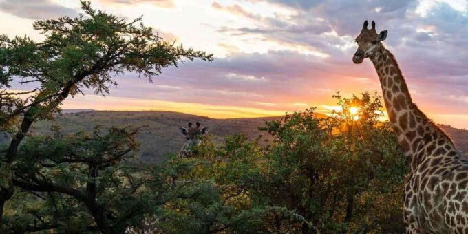 Cape Town: Aquila Reserve Safari With Lunch and Winery Visit - Optional Winery Visit