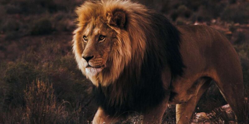 Cape Town: Aquila Reserve Safari With Lunch and Winery Visit - Inclusions Provided
