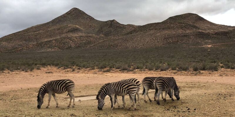 Cape Town: Aquila Reserve Safari With Lunch and Winery Visit - Important Considerations