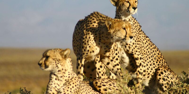 Cape Town: Aquila Reserve Safari With Lunch and Winery Visit - Cancellation and Flexibility