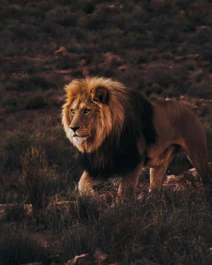Cape Town: Aquila Reserve Safari With Lunch and Winery Visit - Pickup and Transportation