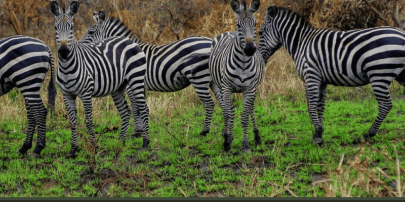 Cape Town : Aquilla Private Game Reserve Sunset Safari - Key Points