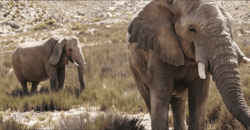 Cape Town : Aquilla Private Game Reserve Sunset Safari - Pricing Details
