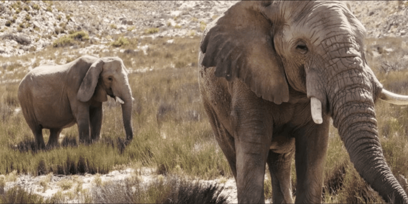 Cape Town : Aquilla Private Game Reserve Sunset Safari - Itinerary Highlights