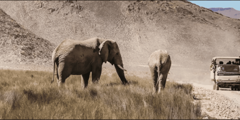 Cape Town : Aquilla Private Game Reserve Sunset Safari - Wildlife Viewing