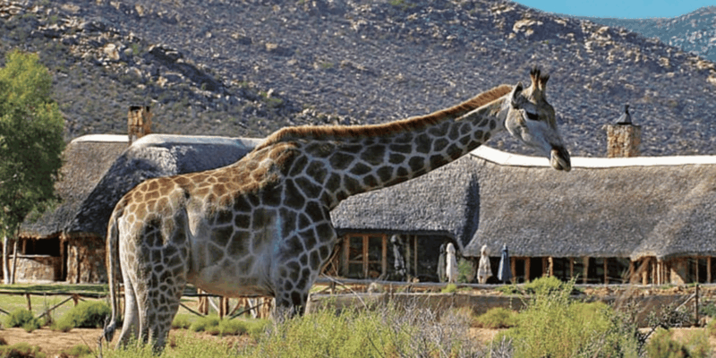 Cape Town : Aquilla Private Game Reserve Sunset Safari - Transport and Amenities