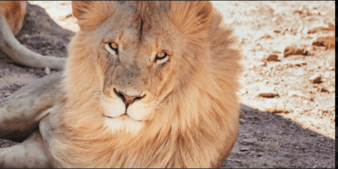 Cape Town : Aquilla Private Game Reserve Sunset Safari - Optional Activities
