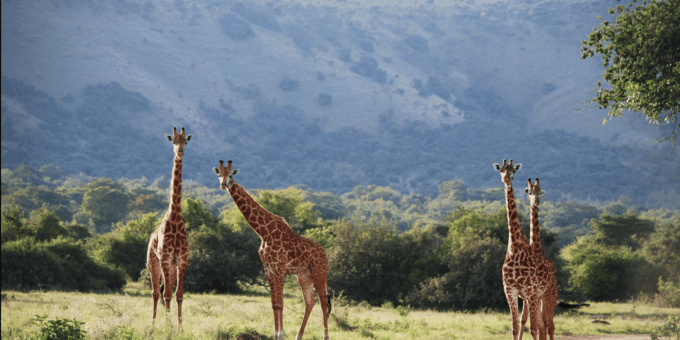 Cape Town : Aquilla Private Game Reserve Sunset Safari - Meeting and Pickup