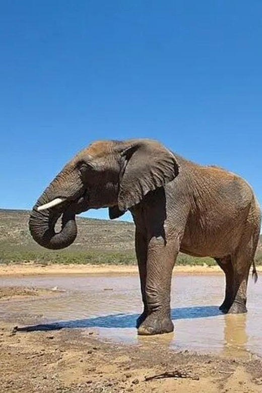 Cape Town: Big Five Safari Game Drive (Optional Wine Tasting - Key Points