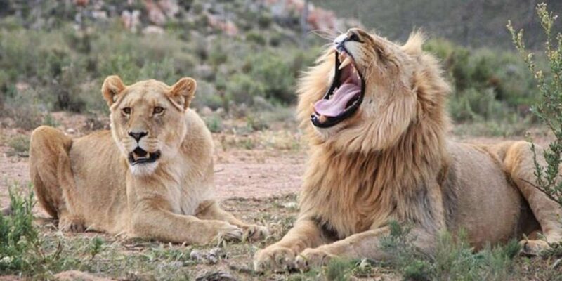 Cape Town: Big Five Safari Game Drive (Optional Wine Tasting - Tour Overview
