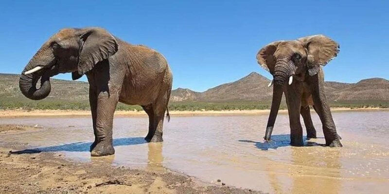 Cape Town: Big Five Safari Game Drive (Optional Wine Tasting - Itinerary Highlights