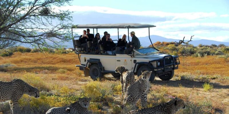 Cape Town: Big Five Safari Tour With Breakfast and Lunch - Availability