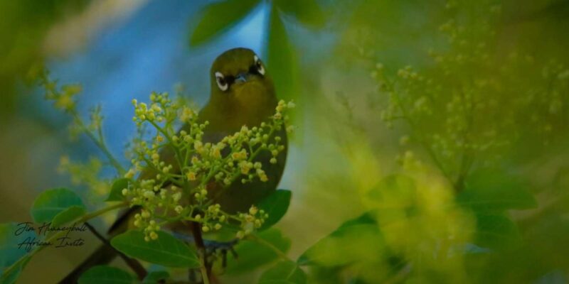 Cape Town Birds & Gardens. Private Tour. - Key Points