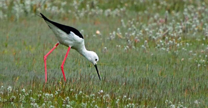 Cape Town Birds & Gardens. Private Tour. - Bird Watching Experience