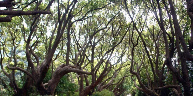 Cape Town Birds & Gardens. Private Tour. - Included Services