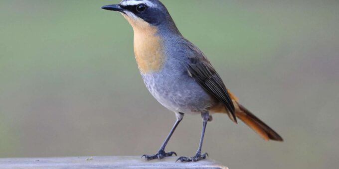 Cape Town Birds & Gardens. Private Tour. - Lunch at Kirstenbosch