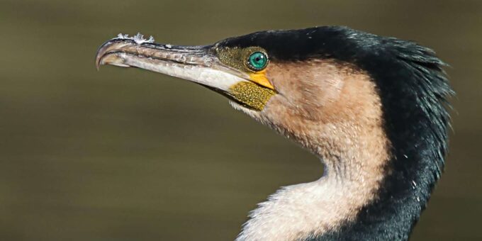 Cape Town Birds & Gardens. Private Tour. - Optional Wildlife Viewing