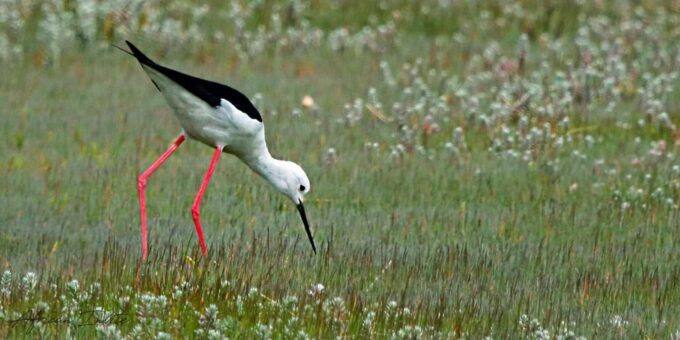 Cape Town Birds & Gardens. Private Tour. - Frequently Asked Questions