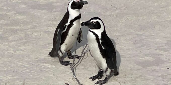 Cape Town: Cape Agulhas and Stony Point Penguin Tour - Frequently Asked Questions