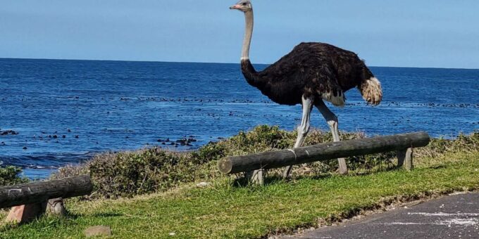 Cape Town: Cape Peninsula and Winelands Private Tour - Not Suitable For