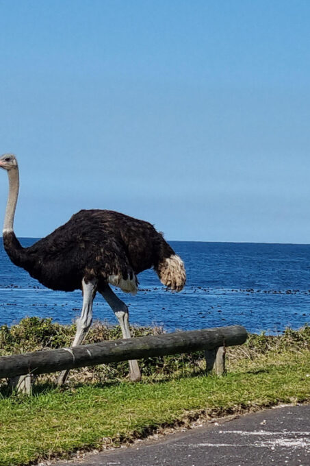 Cape Town: Cape Peninsula and Winelands Private Tour - Cancellation Policy