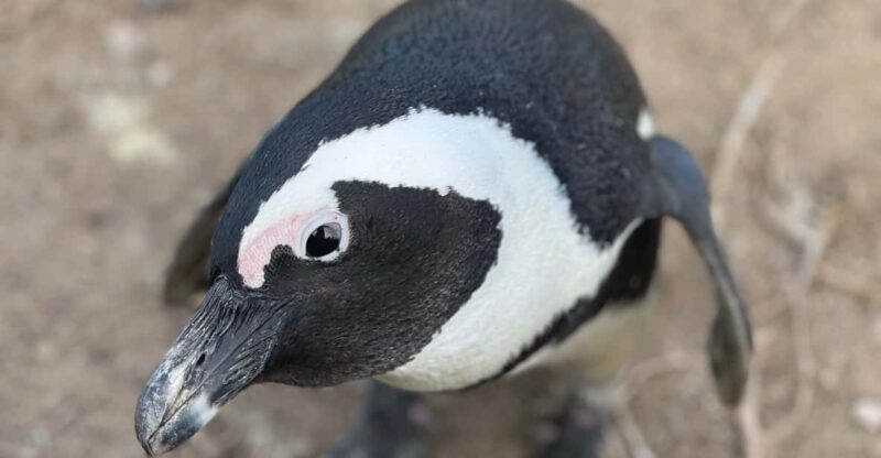 Cape Town: Cape Peninsula & Boulders Beach Private Tour - Key Points