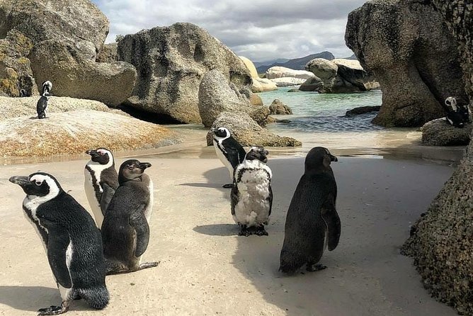 Cape Town: Cape Peninsula Private Tour Full Day - Accessibility