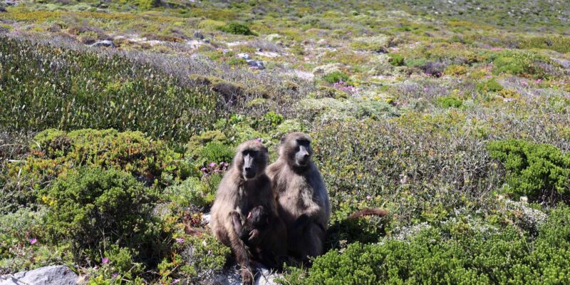 Cape Town: Cape Peninsula & Table Mountain Private Day Trip - Key Points