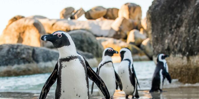 Cape Town: Cape Peninsula & Table Mountain Private Day Trip - Penguin Colony Visit
