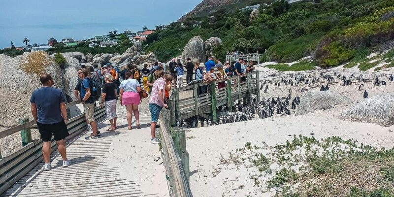 Cape Town: Cape Point and Cape of Good Hope Day Tour - Preparation and Restrictions