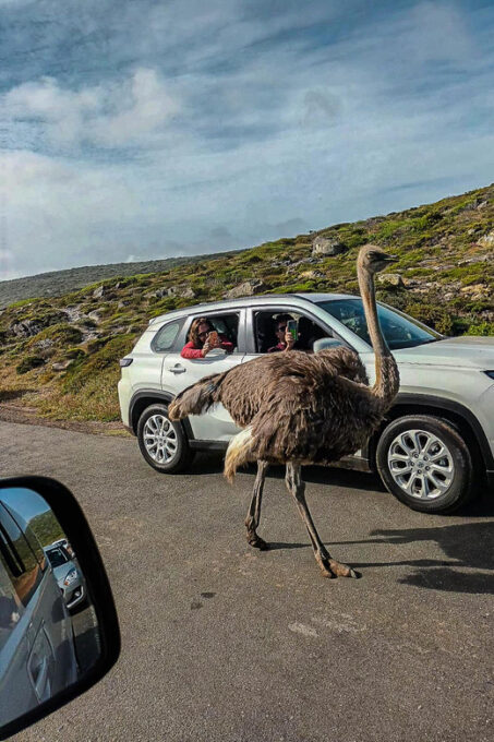 Cape Town: Cape Point and Cape of Good Hope Day Tour - Getting to the Tour