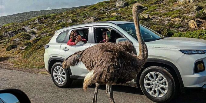 Cape Town: Cape Point and Cape of Good Hope Day Tour - Additional Resources