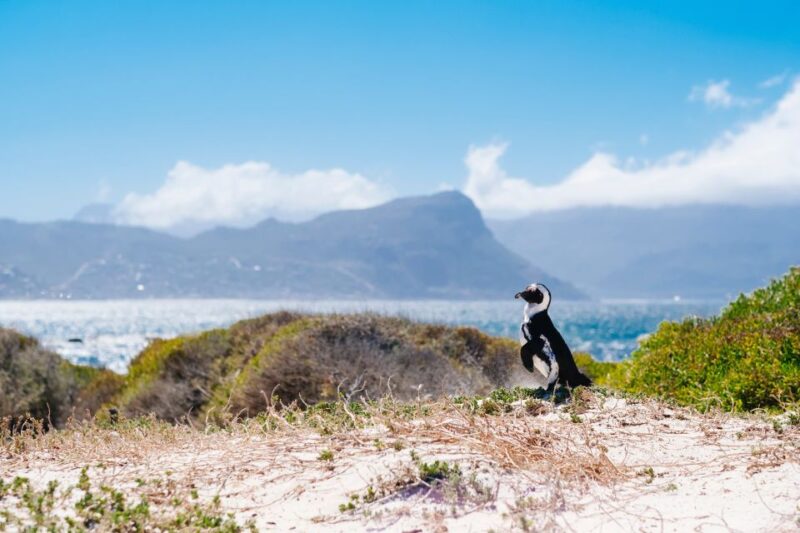 Cape Town: Cape Point and Penguin Colony Full Day Tour - Included in Tour