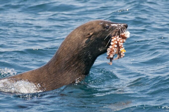 Cape Town: Cape Point and Penguin Colony Full Day Tour - Tour Duration and Size