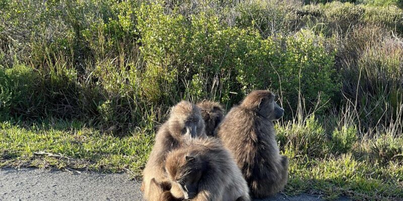 Cape Town: Cape Point & Boulders Beach Private Tour - Key Points