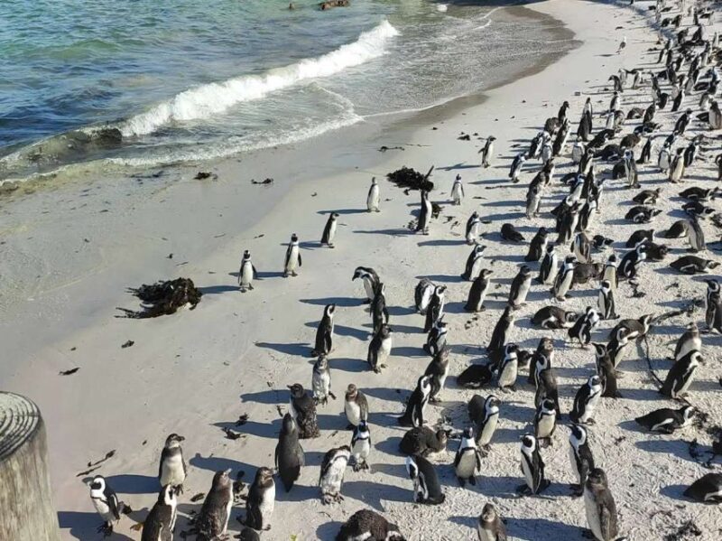 Cape Town: Cape Point, Penguin, & Table Mountain Tour - Itinerary